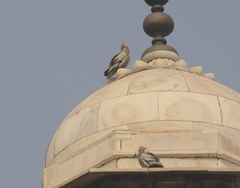 Neophron percnopterus