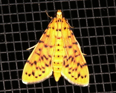 Conogethes