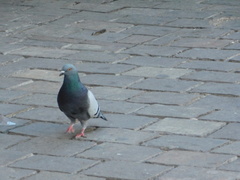 Columba livia