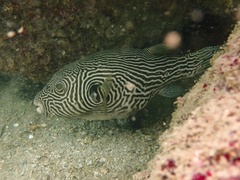 Many-Lined Puffer photo 2
