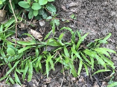 Paspalum langei