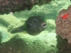 Many-Lined Puffer photo 4