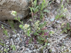 Lepidium lasiocarpum