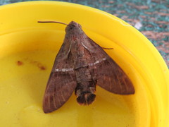 Macroglossum rectans