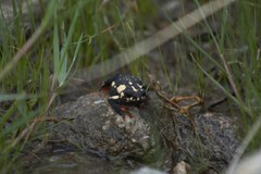 Melanophryniscus stelzneri