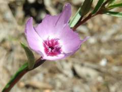 Clarkia tenella