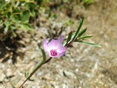 Clarkia tenella