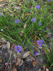 Sisyrinchium