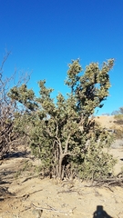 Stegnosperma halimifolium