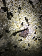 Floridichthys carpio