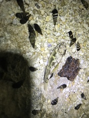Floridichthys carpio