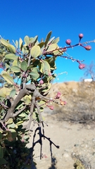 Stegnosperma halimifolium