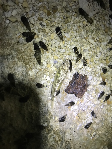 Floridichthys carpio