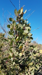 Stegnosperma halimifolium