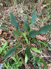 Arnoglossum