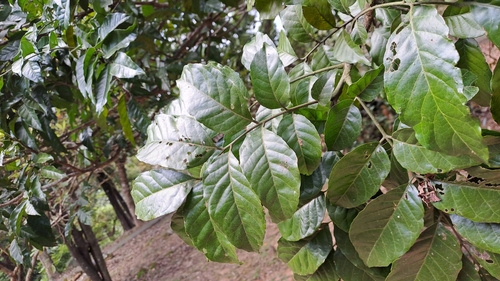 Clausena lansium