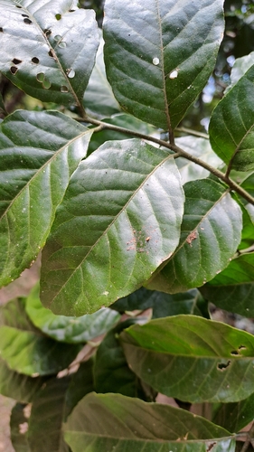 Clausena lansium