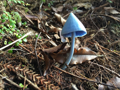 Entoloma hochstetteri