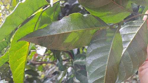 Clausena lansium