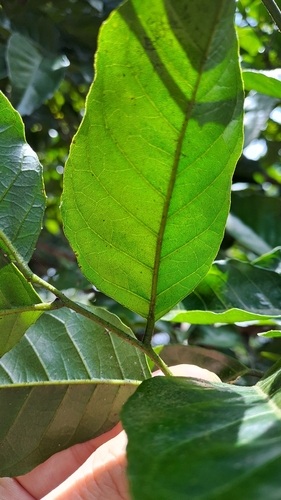Image of Clausena lansium by (c) CYL, some rights reserved (CC BY)