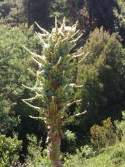 Puya alpestris