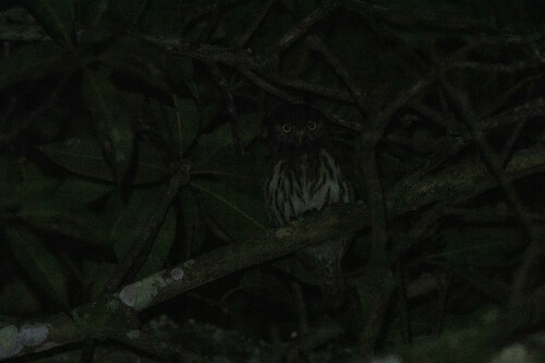 Peruvian Pygmy-Owl (Glaucidium peruanum)