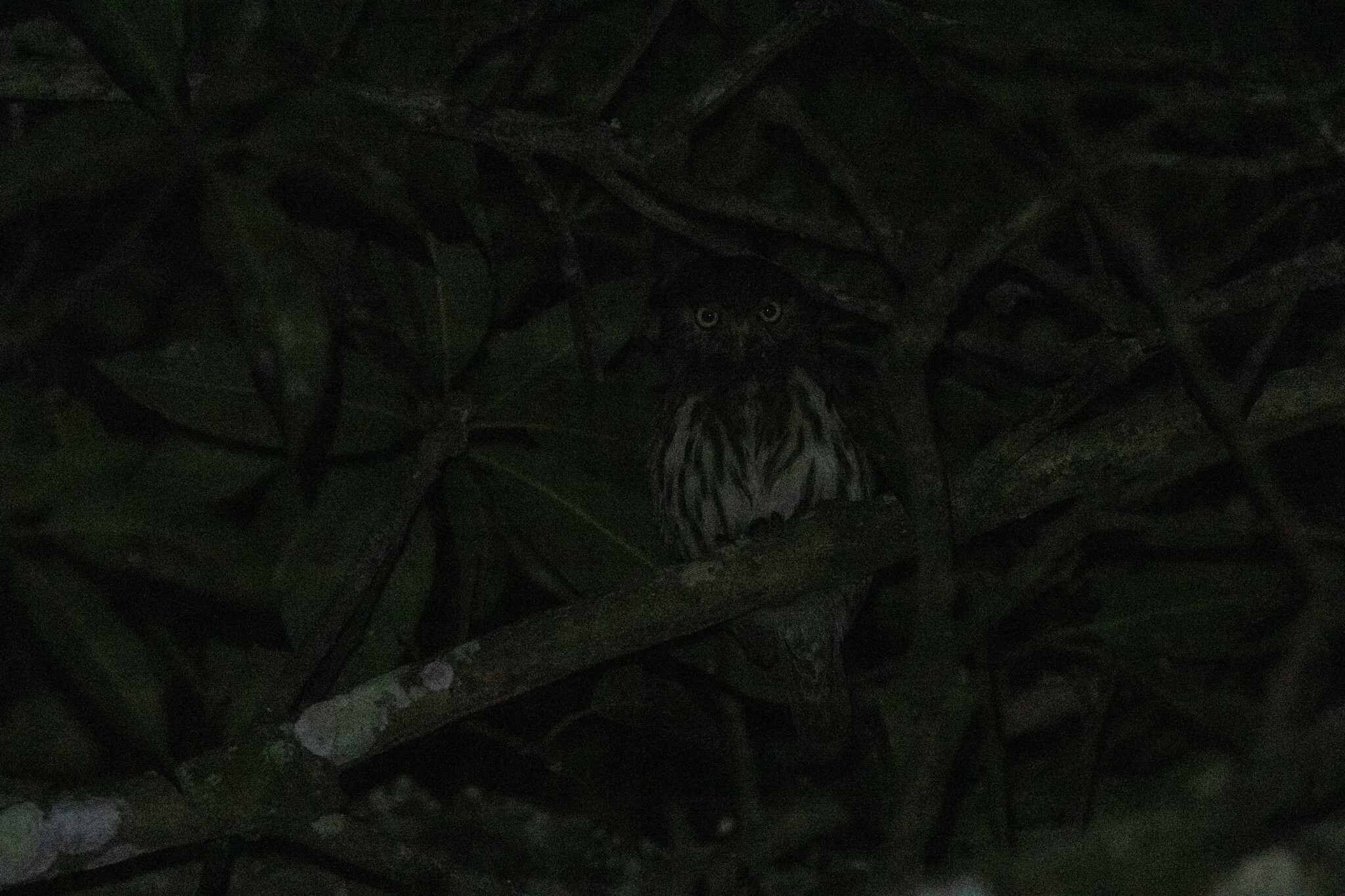 Peruvian Pygmy-Owl illustration
