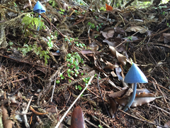 Entoloma hochstetteri