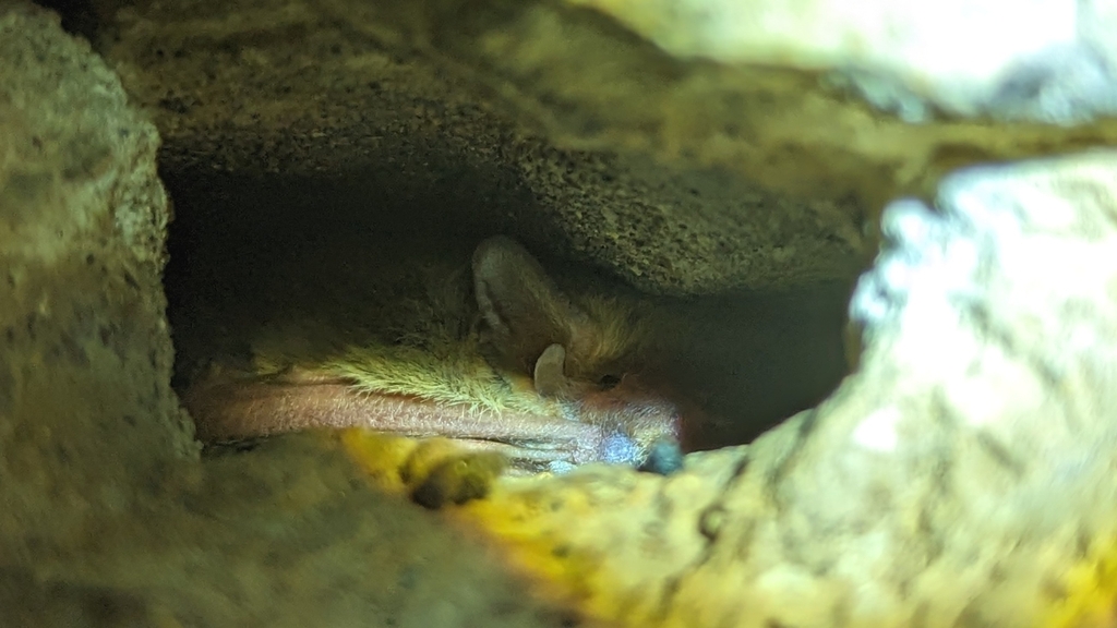 Fairy Pipistrelle