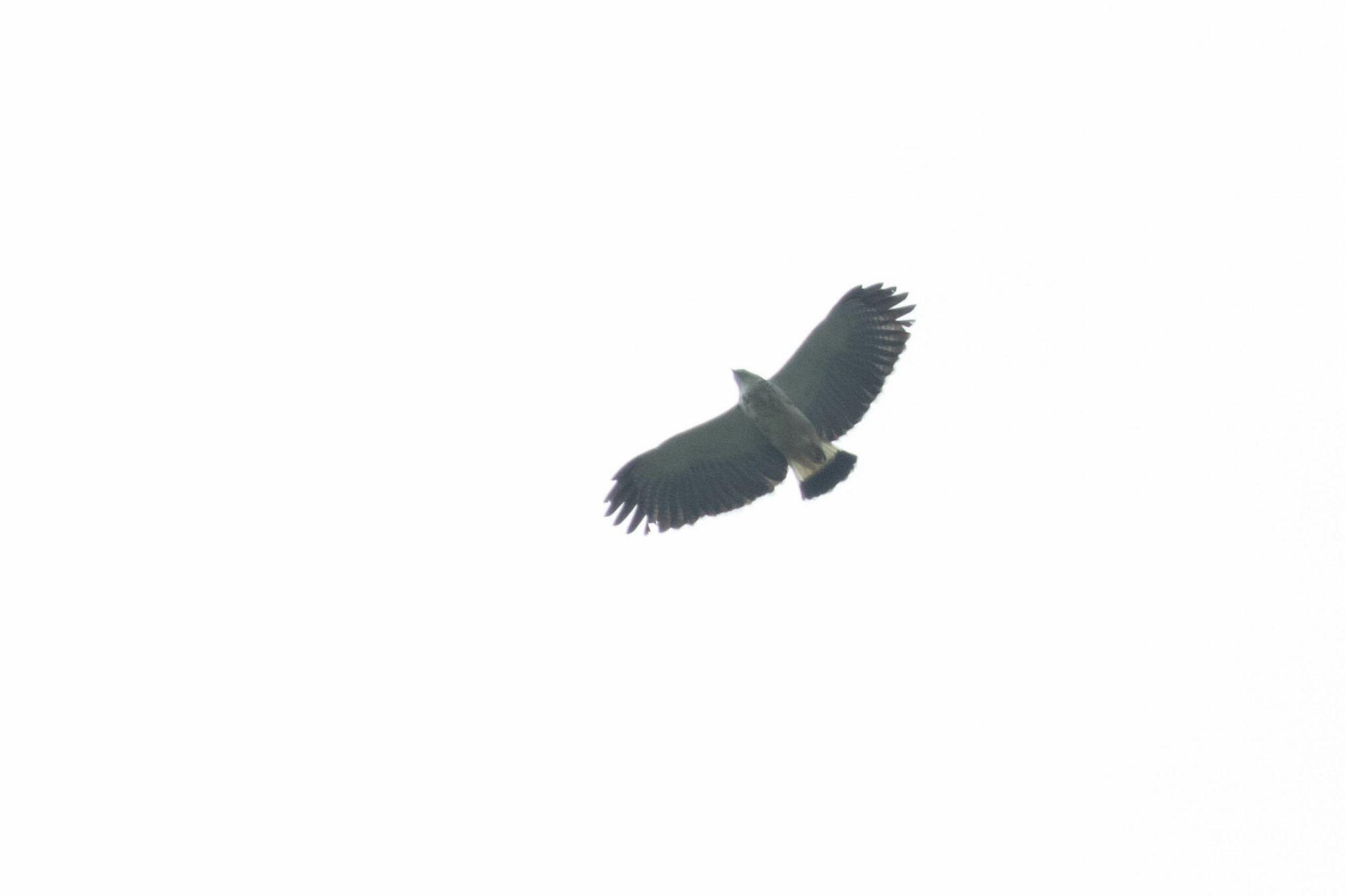 Grey-backed Hawk illustration