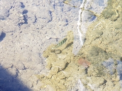 Abudefduf abdominalis