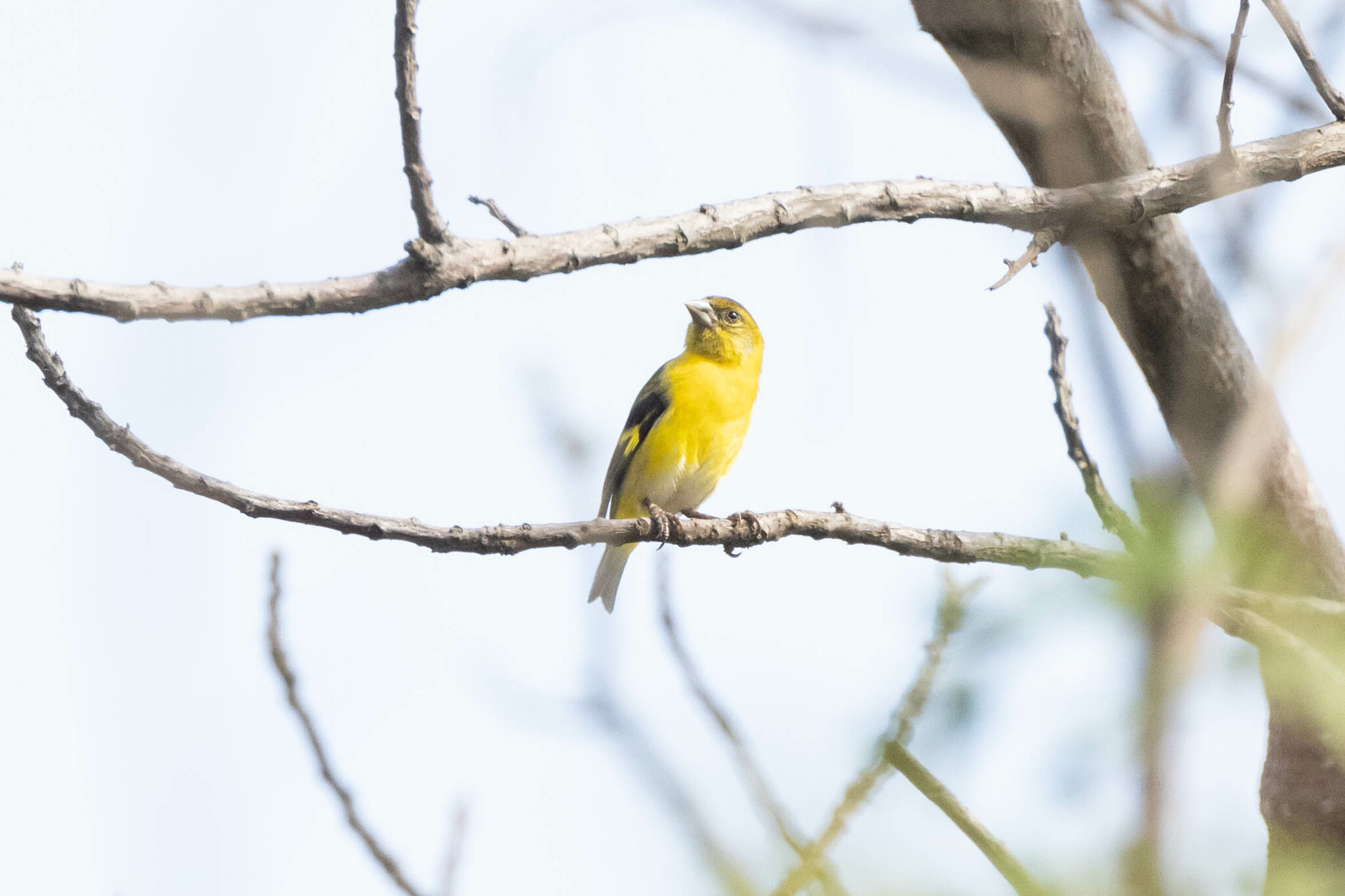 Saffron Siskin (Spinus siemiradzkii), photo 1