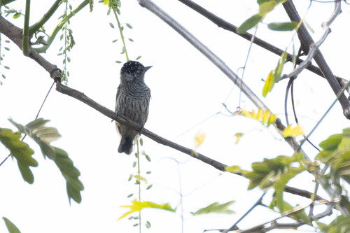 Ecuadorian Piculet (Picumnus sclateri), photo 7