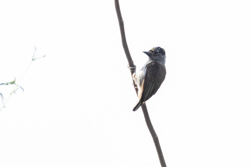 Ecuadorian Piculet (Picumnus sclateri), photo 3