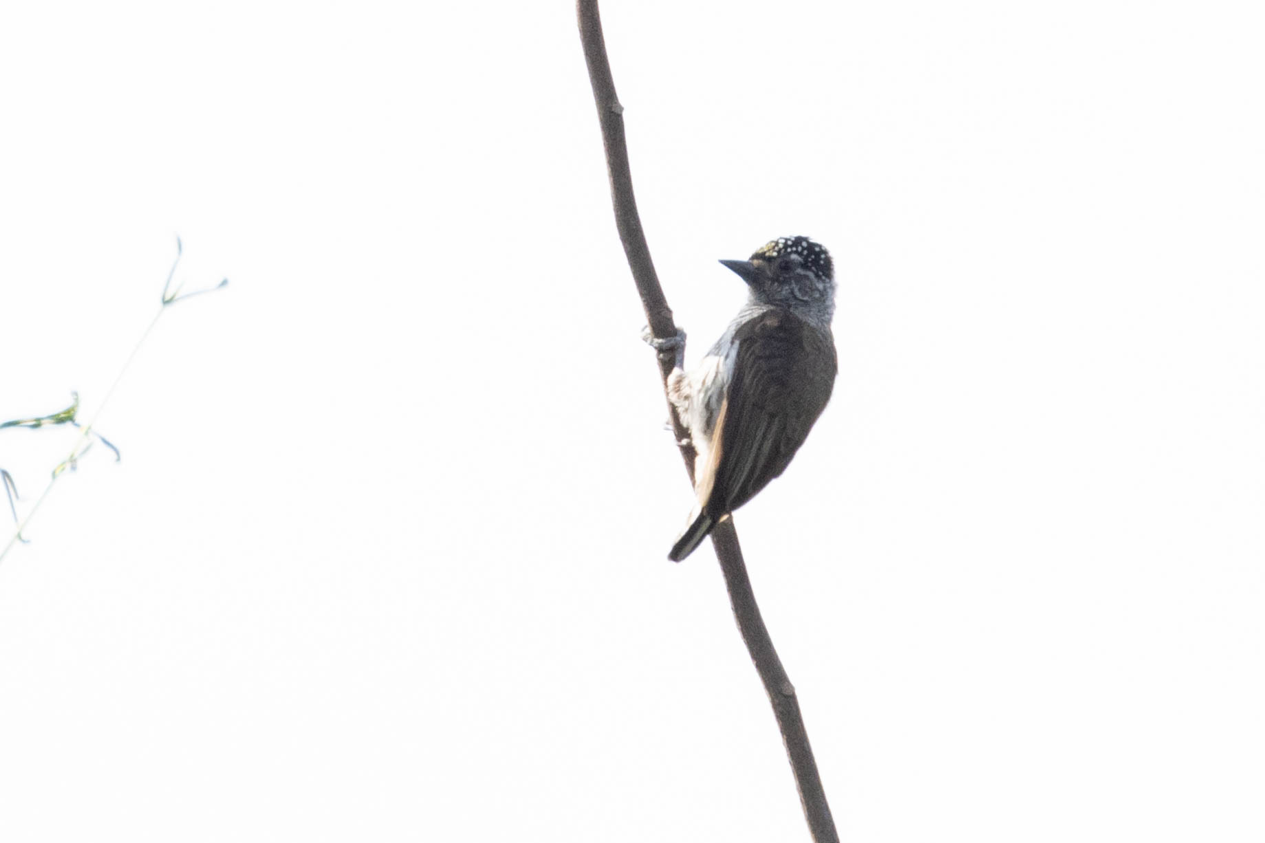 Ecuadorian Piculet (Picumnus sclateri), photo 3