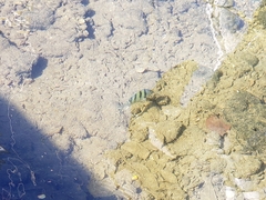 Abudefduf abdominalis