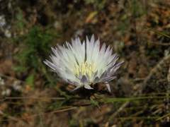 Plectocephalus chilensis