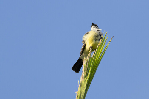 Snowy-throated Kingbird (Tyrannus niveigularis), photo 6