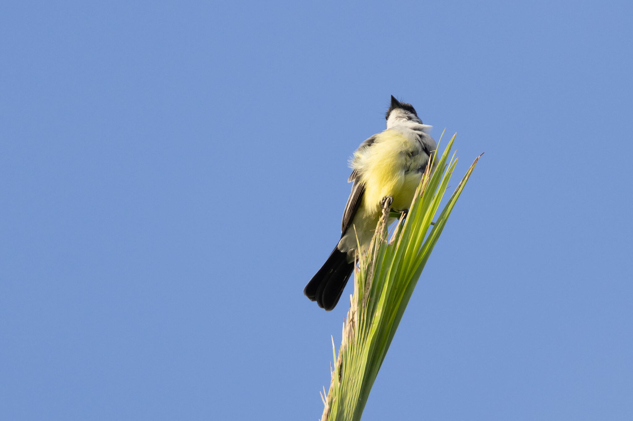 Snowy-throated Kingbird (Tyrannus niveigularis), photo 4