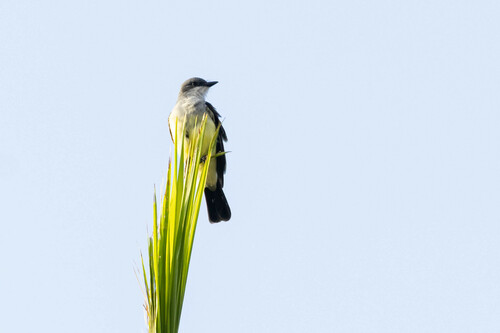 Snowy-throated Kingbird (Tyrannus niveigularis), photo 7