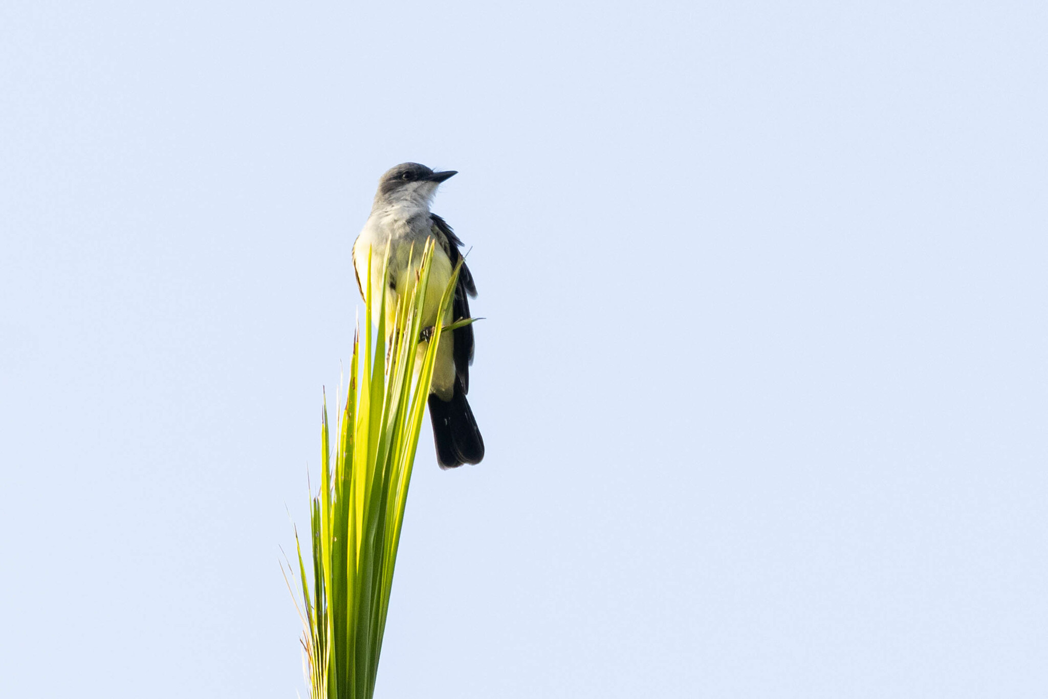 Snowy-throated Kingbird (Tyrannus niveigularis), photo 5