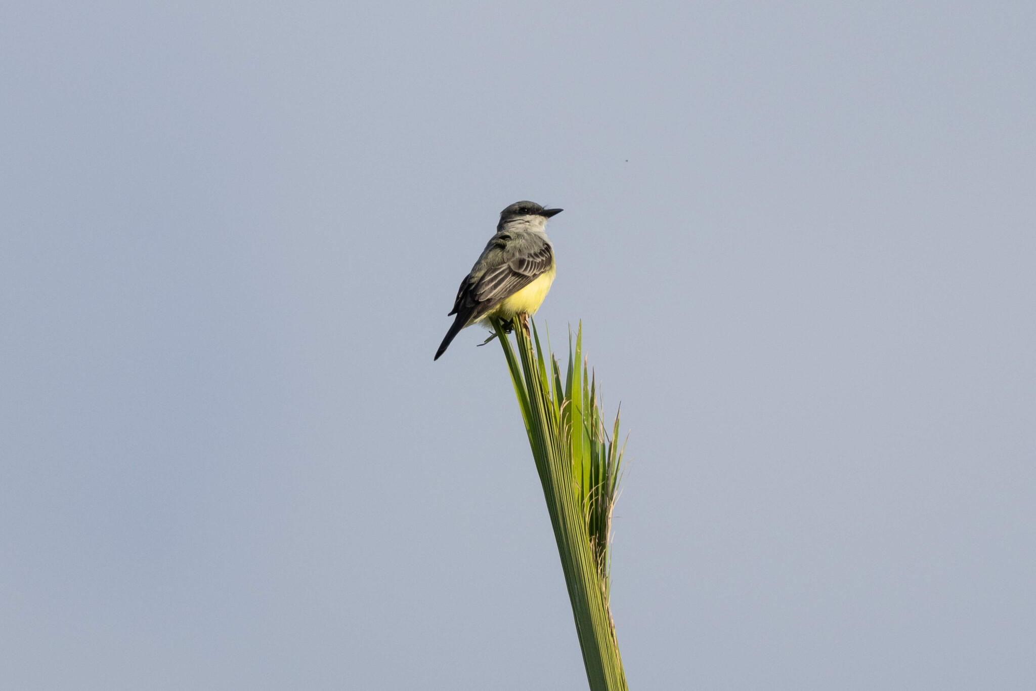 Snowy-throated Kingbird (Tyrannus niveigularis), photo 6
