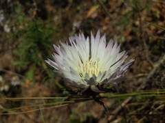 Plectocephalus chilensis