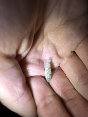 Floridichthys carpio