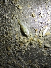 Floridichthys carpio