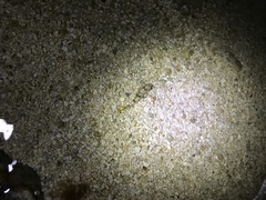 Floridichthys carpio