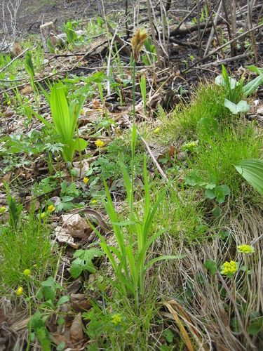 Carex latisquamea iNat (2)