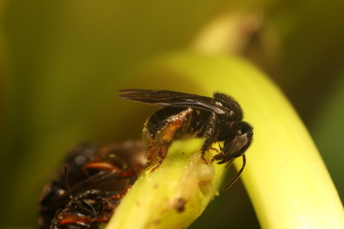 Spiny-legged Stingless bee photo 3