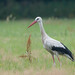 White Stork - Photo (c) Erik Eckstein, some rights reserved (CC BY-NC), uploaded by Erik Eckstein