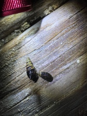 Lampanella minima